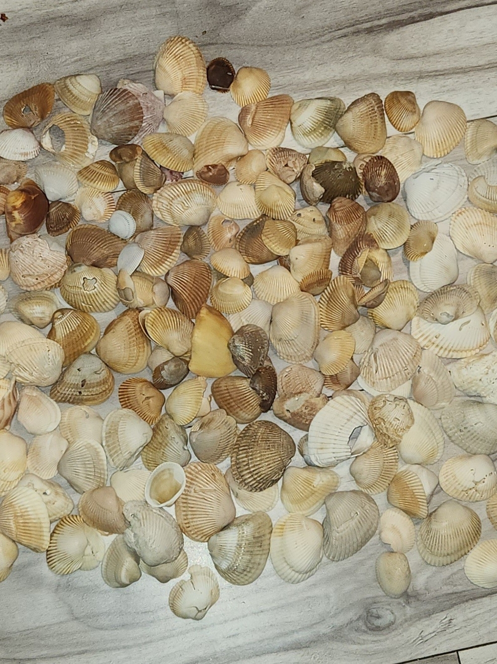 Mixed Natural Seashell Lot  5 Lbs- Neutral Tones
